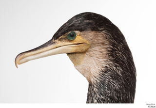 Double-crested cormorant Phalacrocorax auritus head 0004.jpg